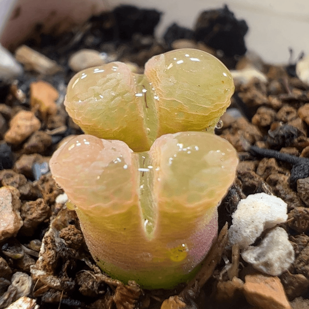 530多肉植物百科