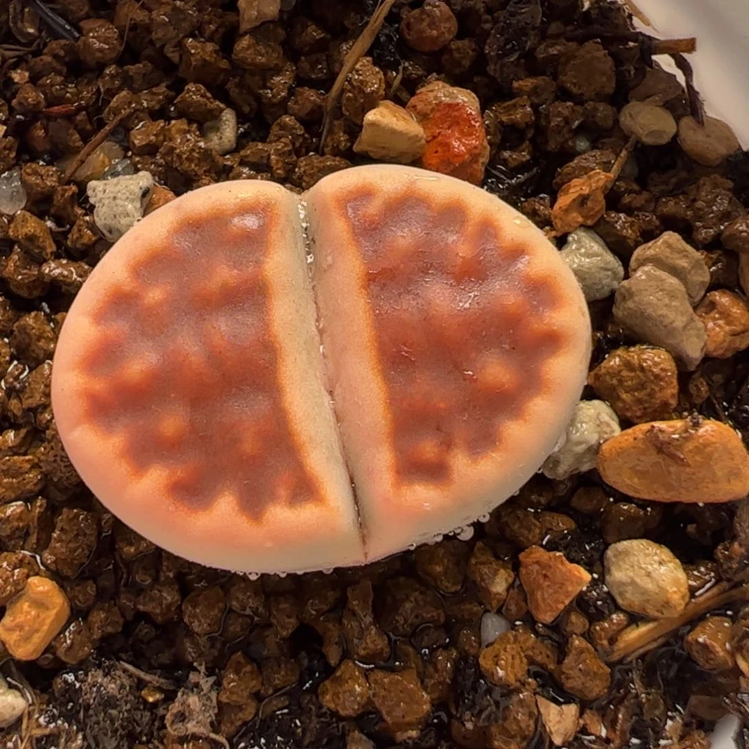 160161多肉植物百科