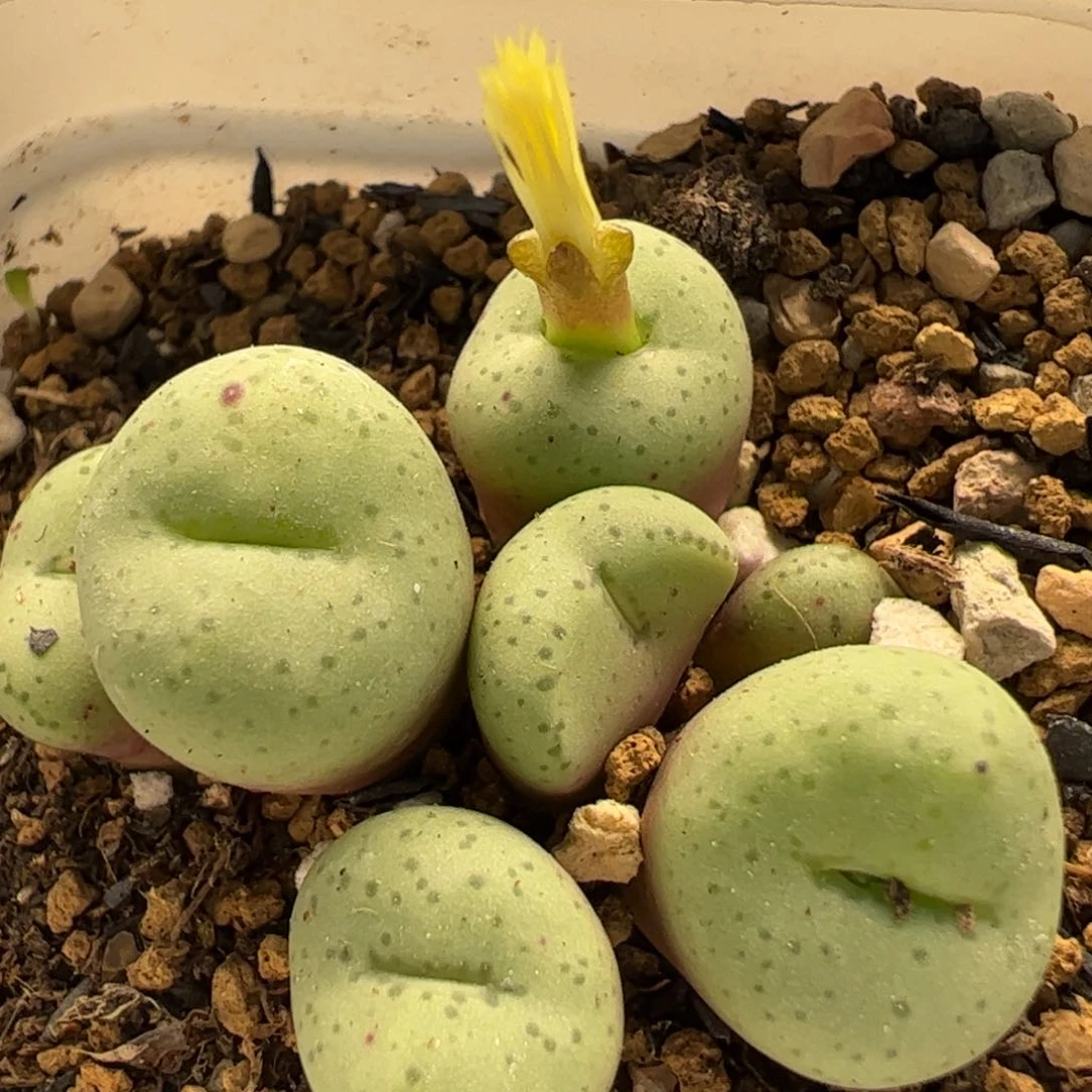 87多肉植物百科知识