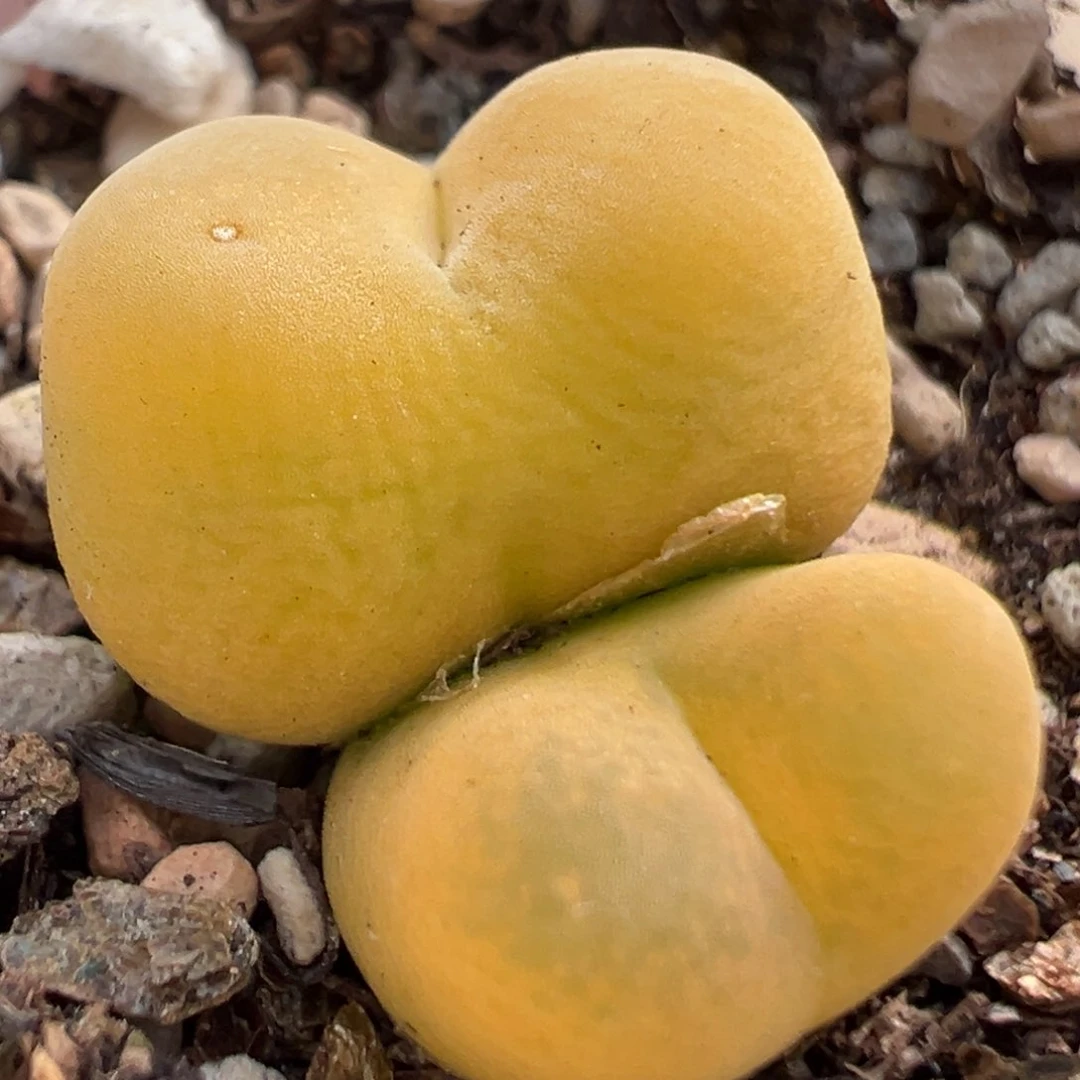 414多肉植物种类