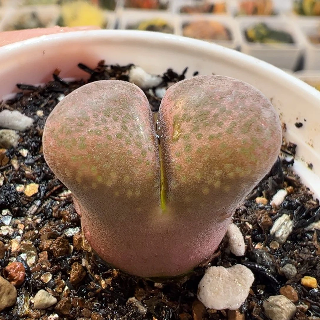 270128多肉植物百科