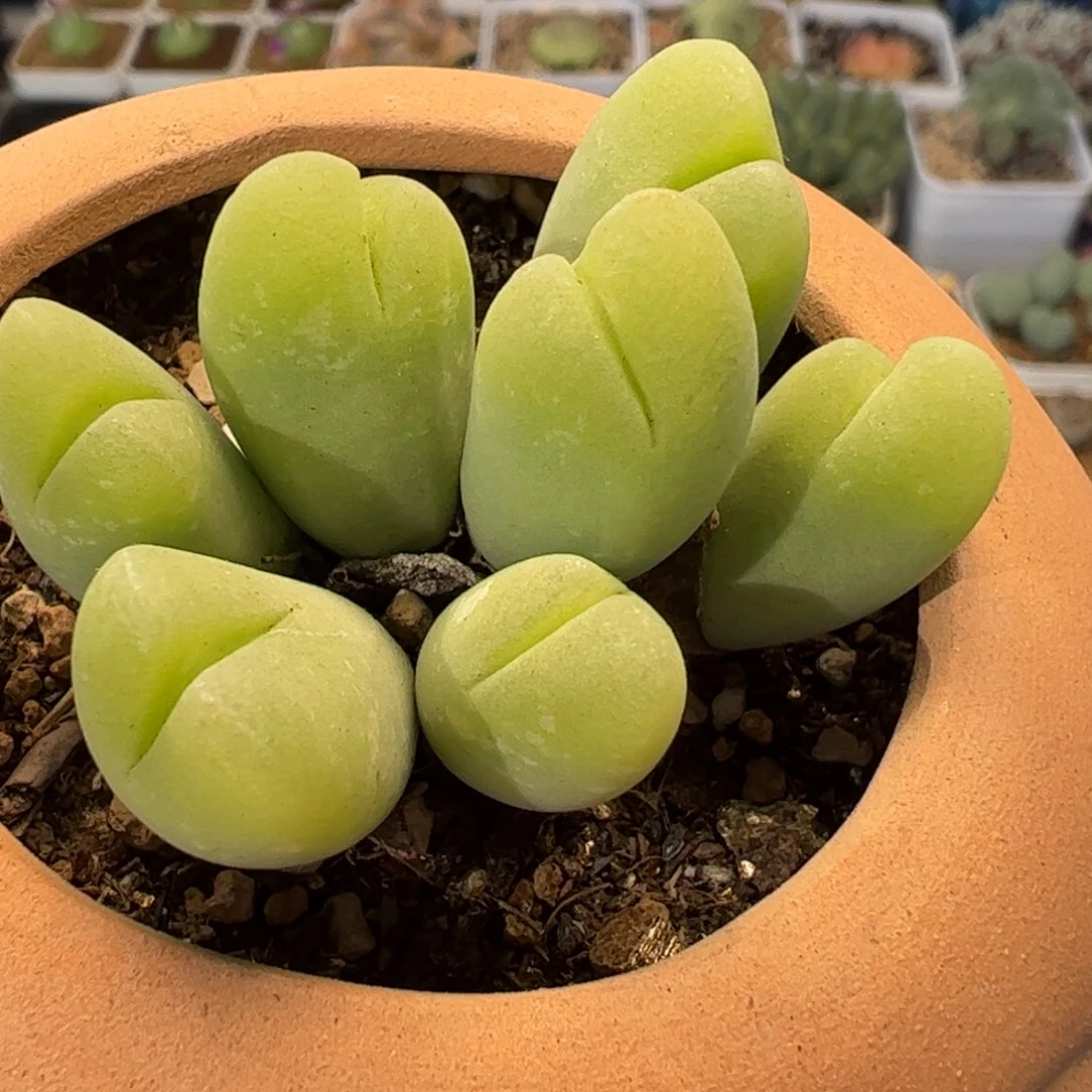 20065多肉植物百科