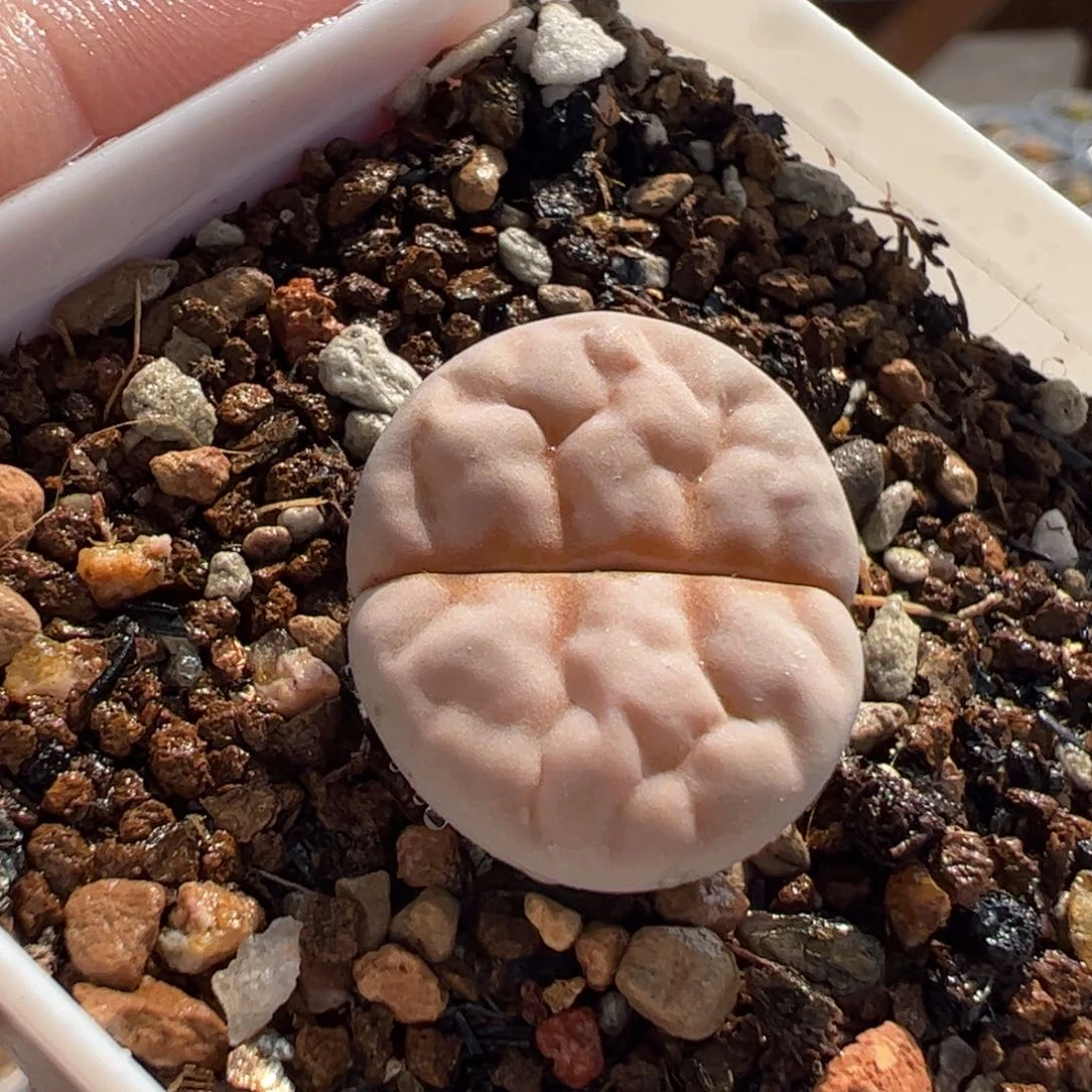 03073多肉植物百科