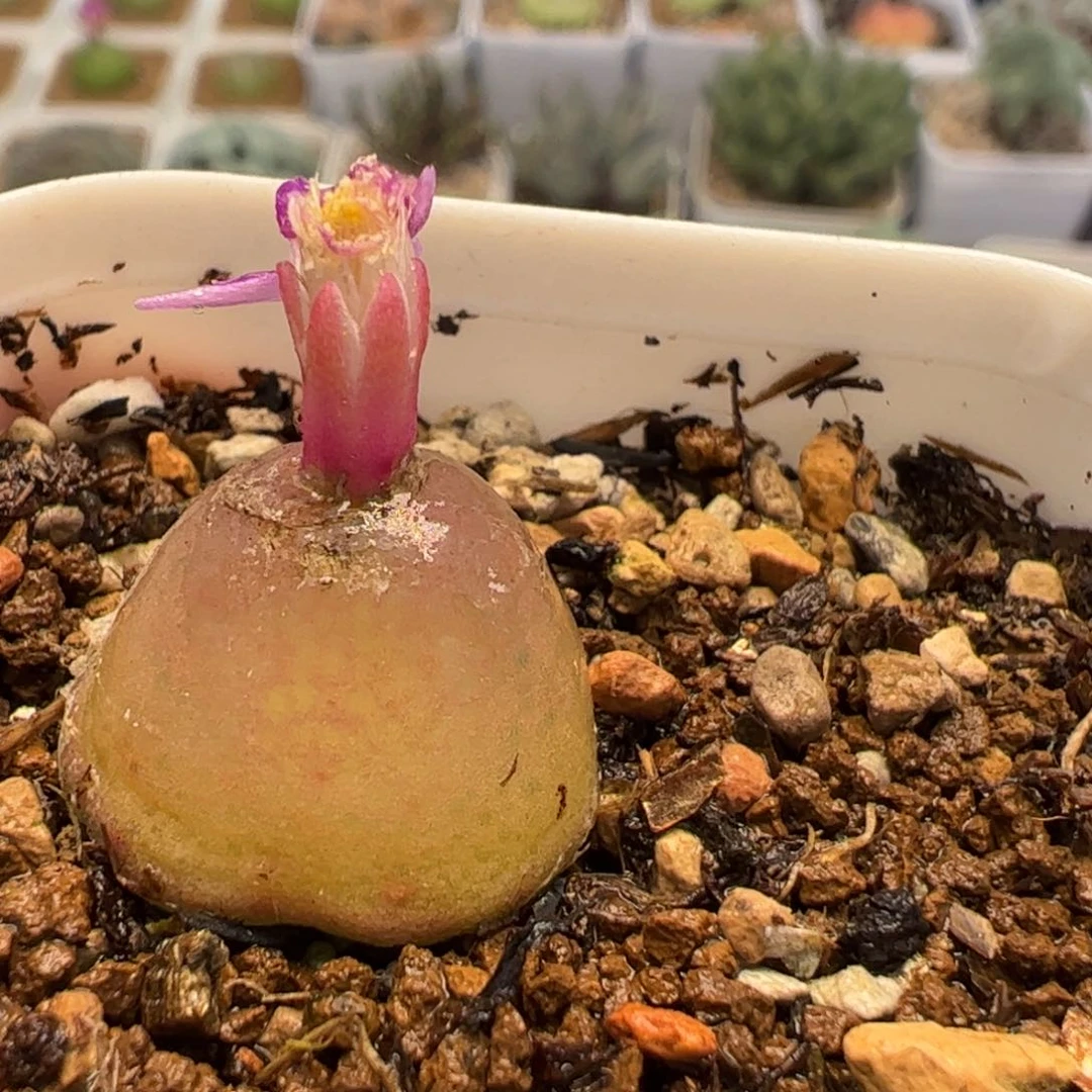 190332多肉植物百科