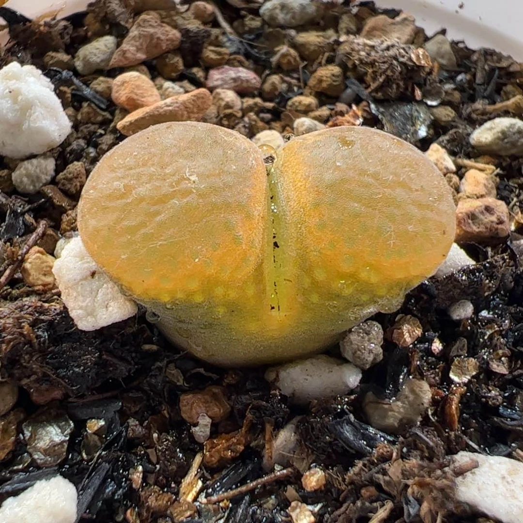180156多肉植物百科