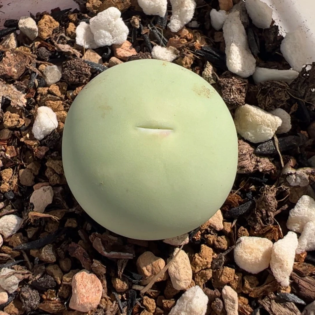 290112多肉植物百科