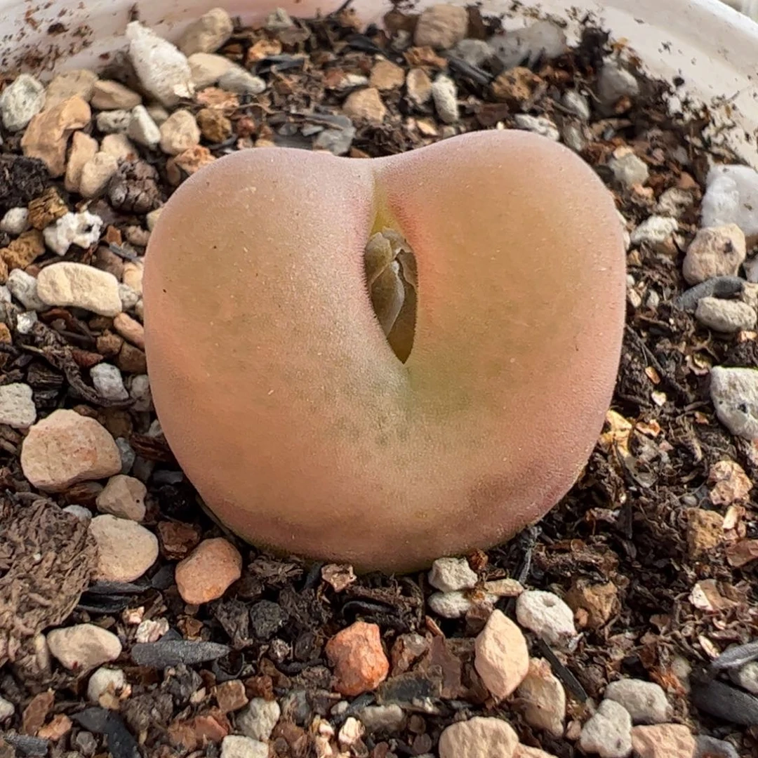 200110多肉植物百科