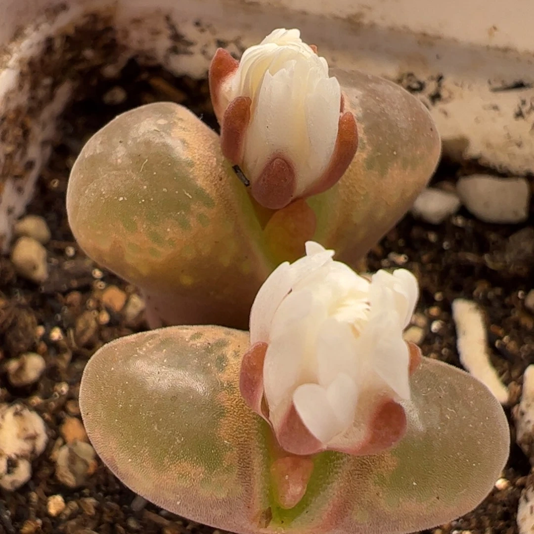 170158多肉植物百科