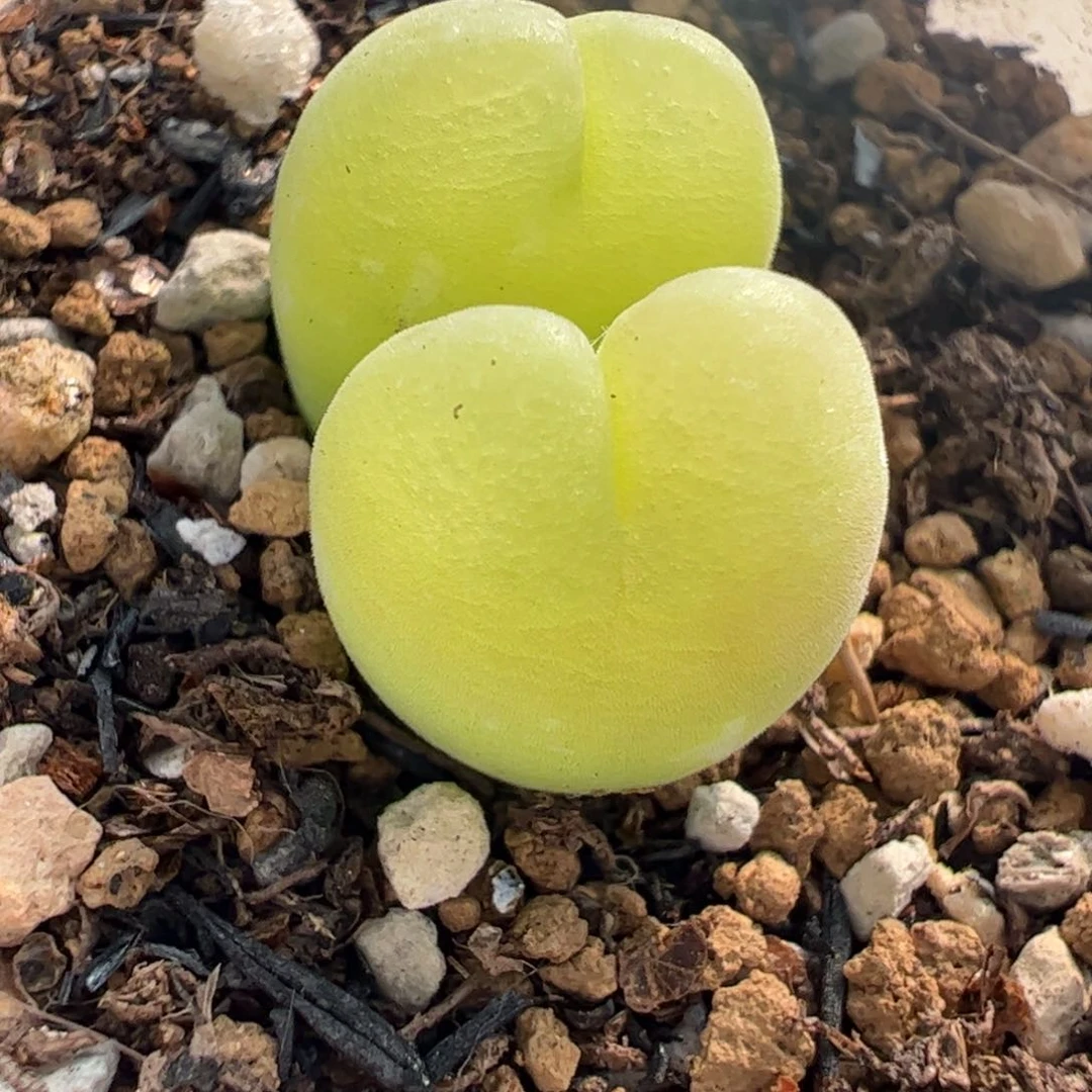 25068多肉植物百科