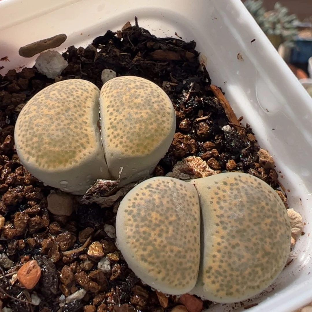 180219多肉植物百科