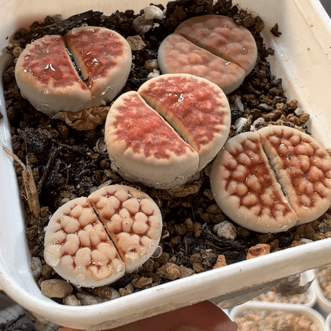 300168多肉植物百科