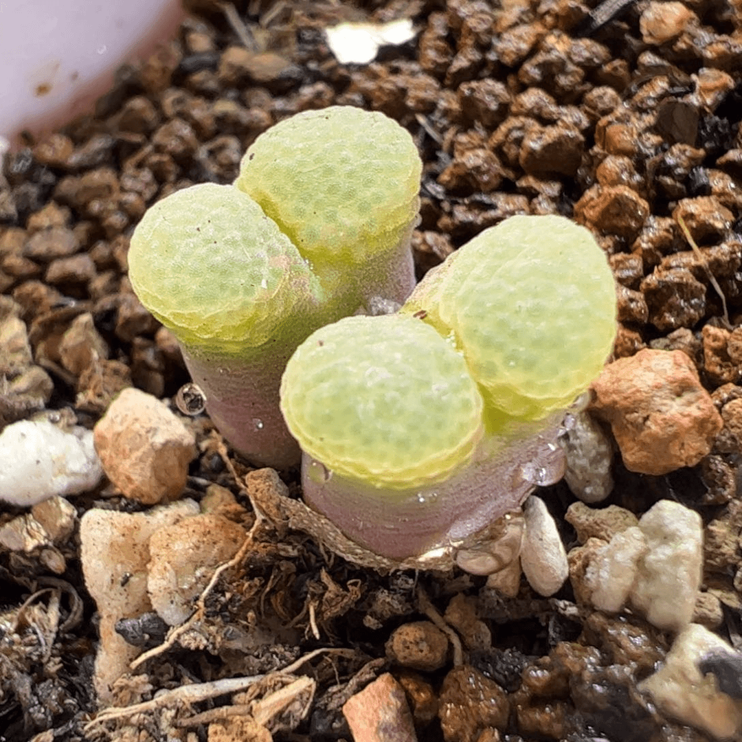 280211多肉植物百科