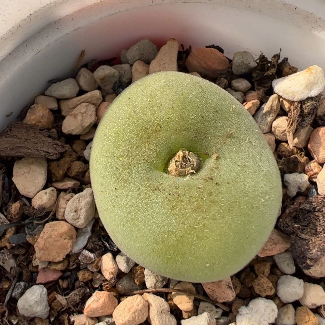 310121多肉植物百科