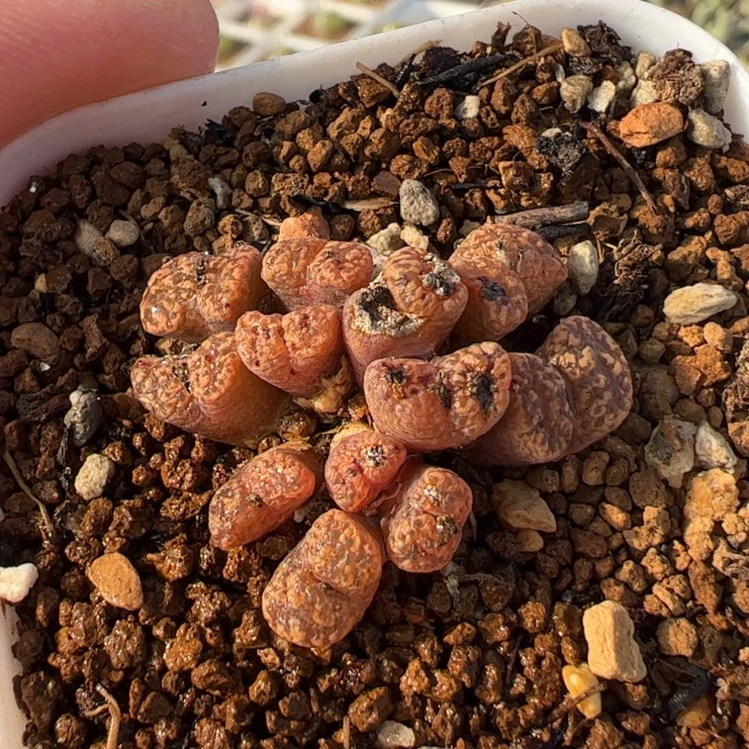 24055多肉植物百科