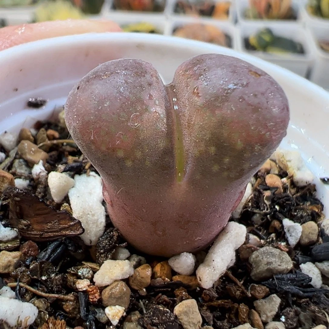 24029多肉植物种类