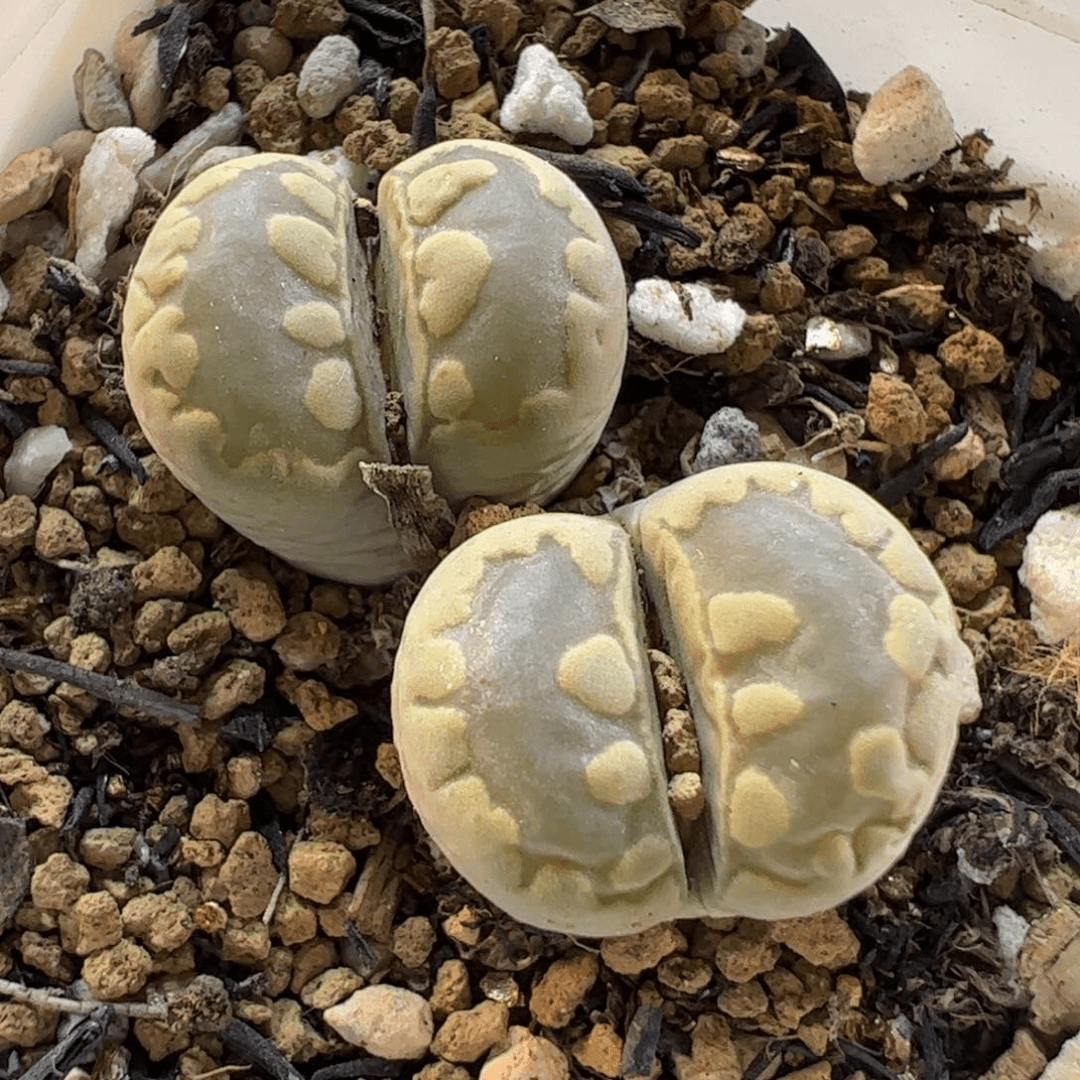 300224多肉植物百科