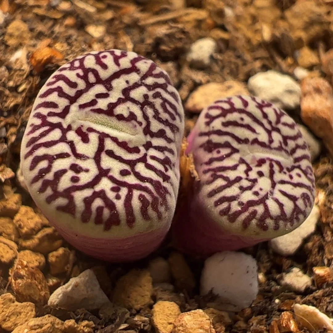 超级墨多肉植物百科