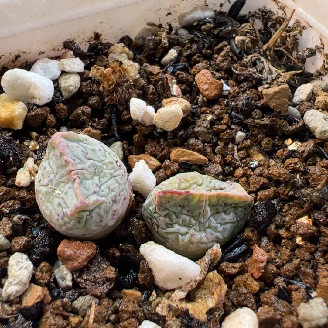 170158多肉植物百科