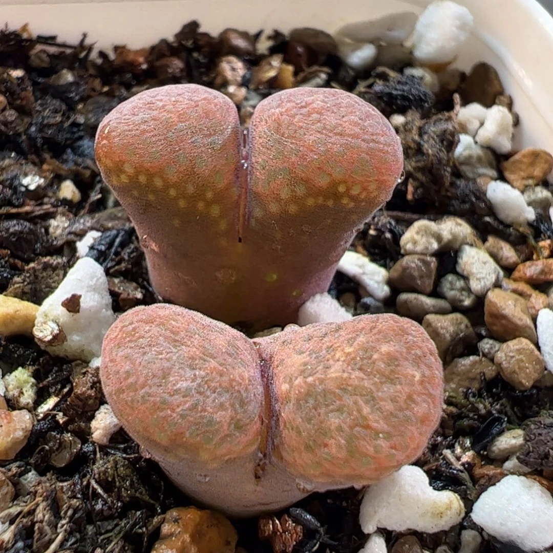 180187多肉植物百科