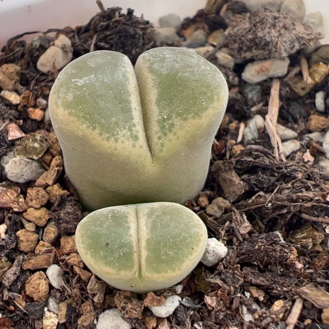 260135多肉植物百科