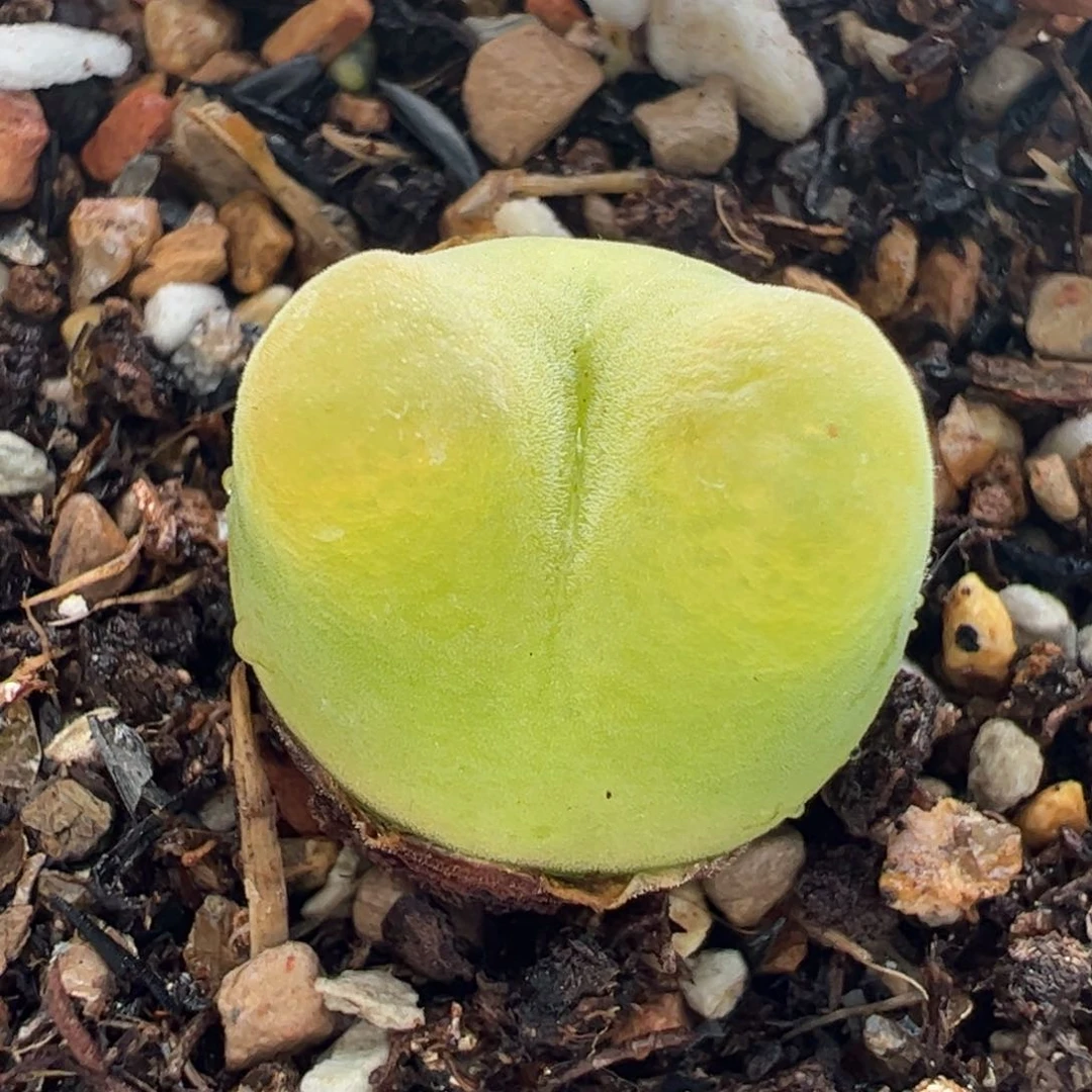 515多肉植物百科