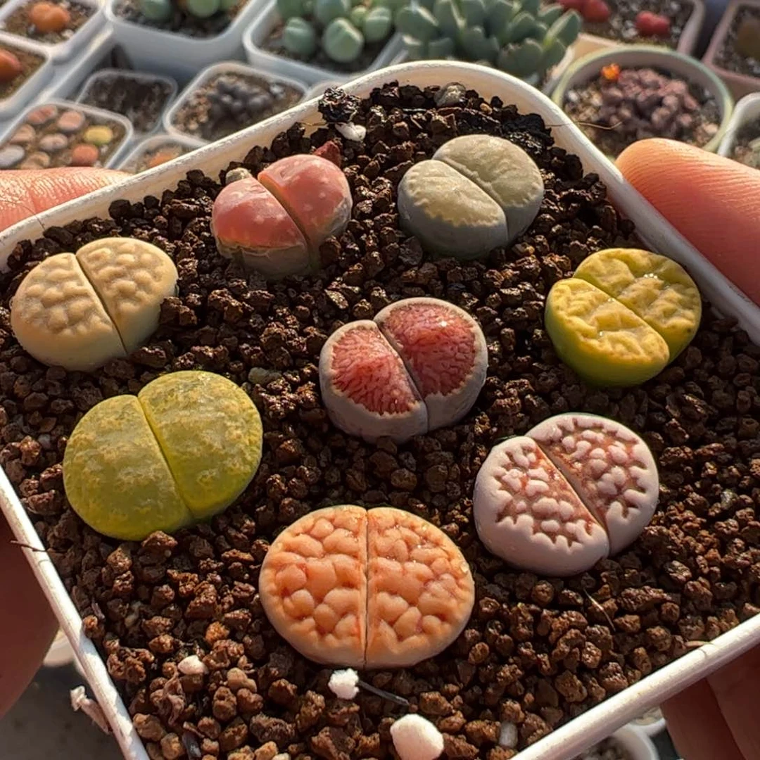 335多肉植物百科