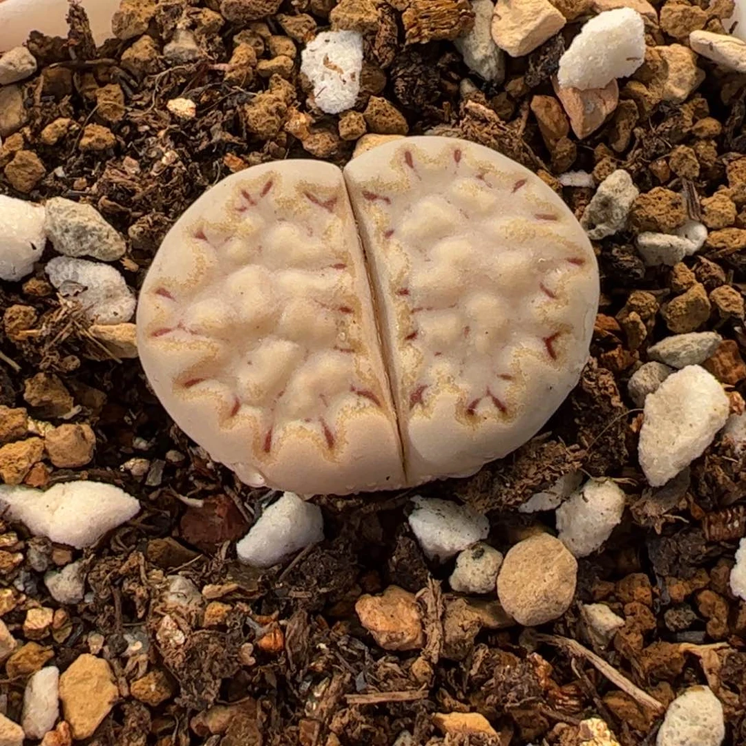 08035多肉植物百科