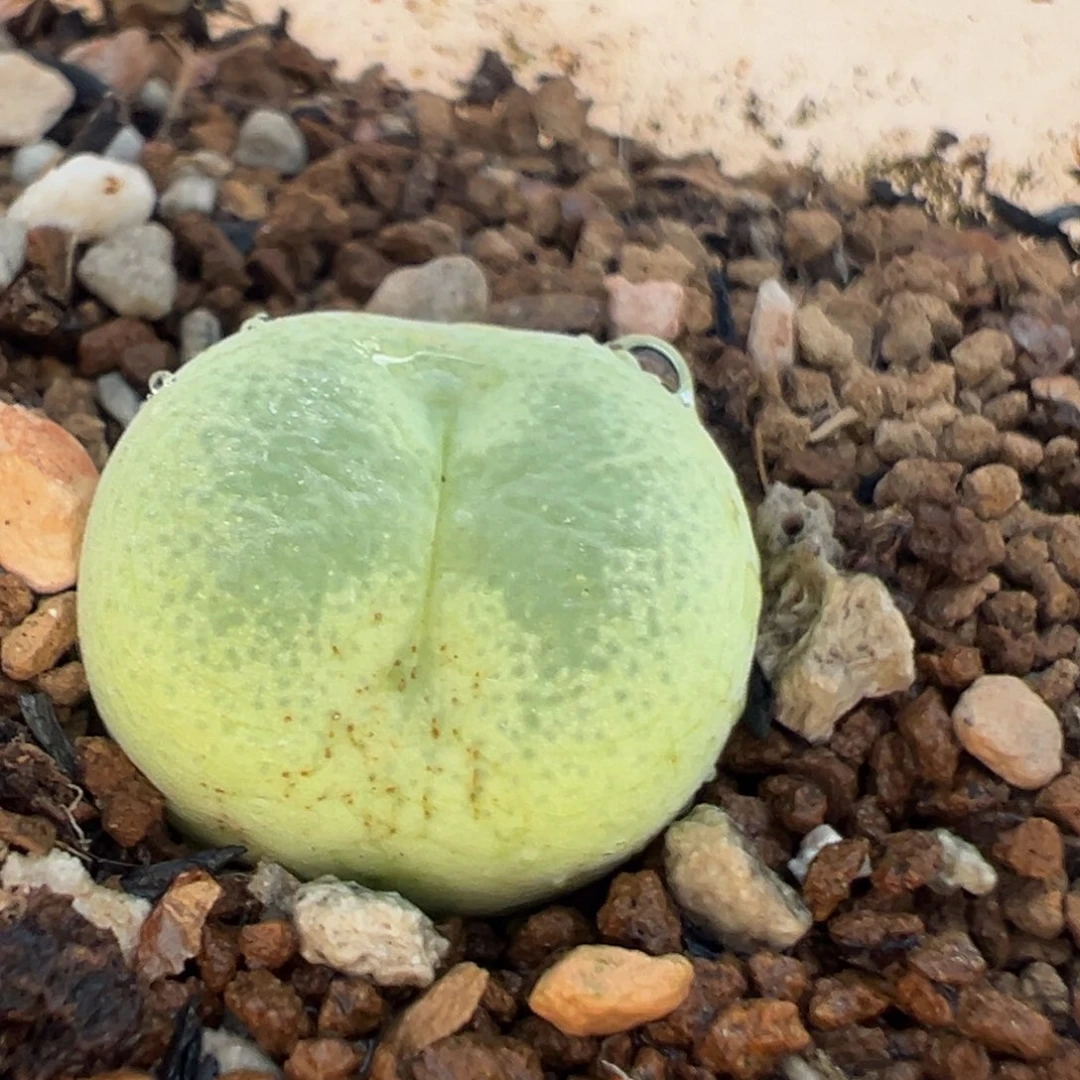 188多肉植物种类