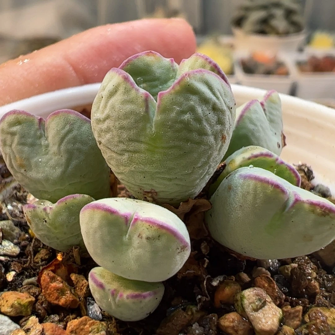 叶*?412多肉植物百科