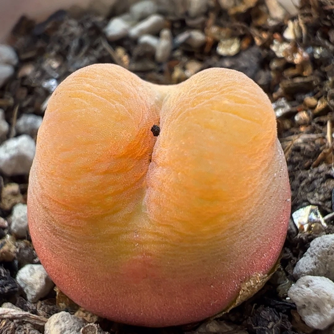 399多肉植物百科