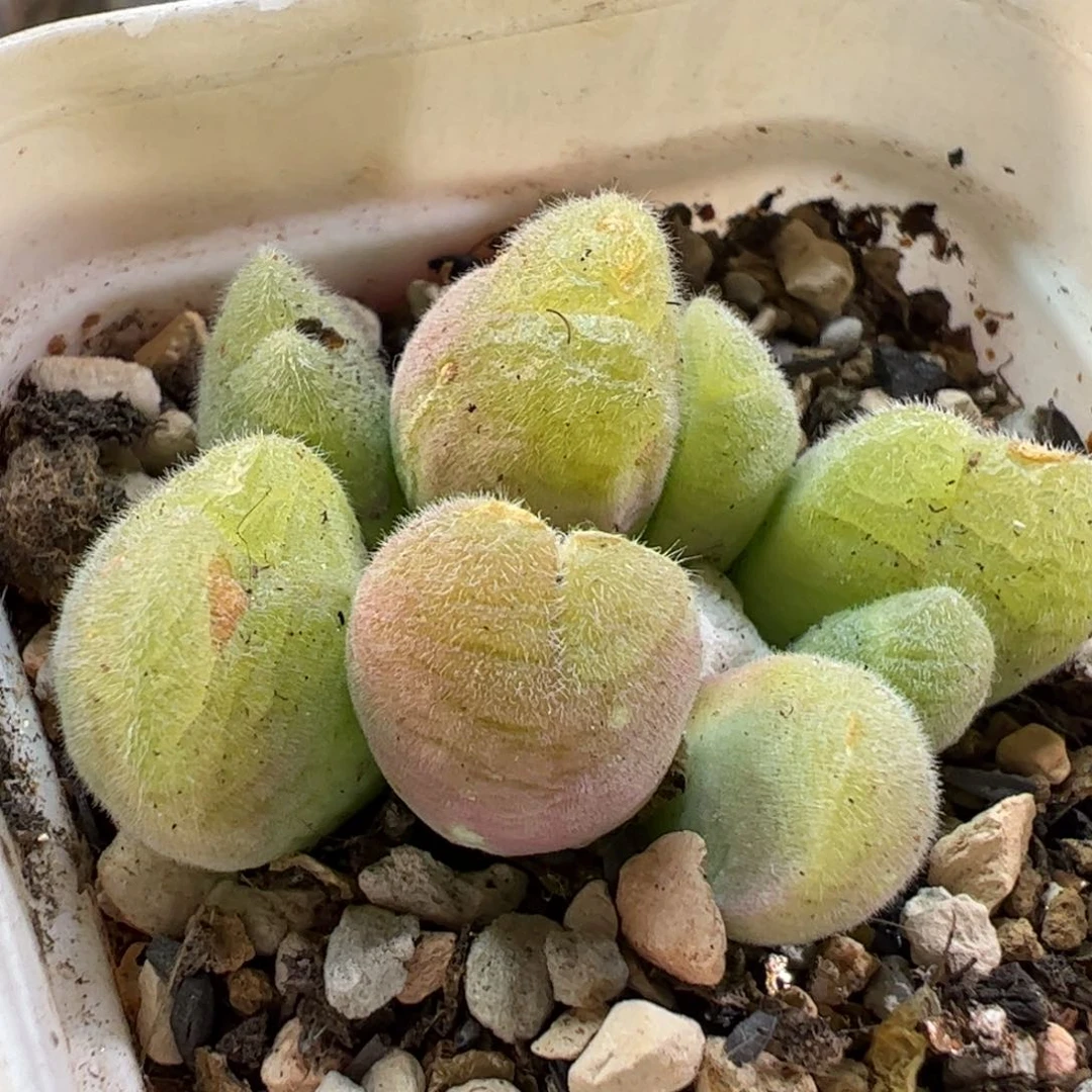 26018多肉植物百科