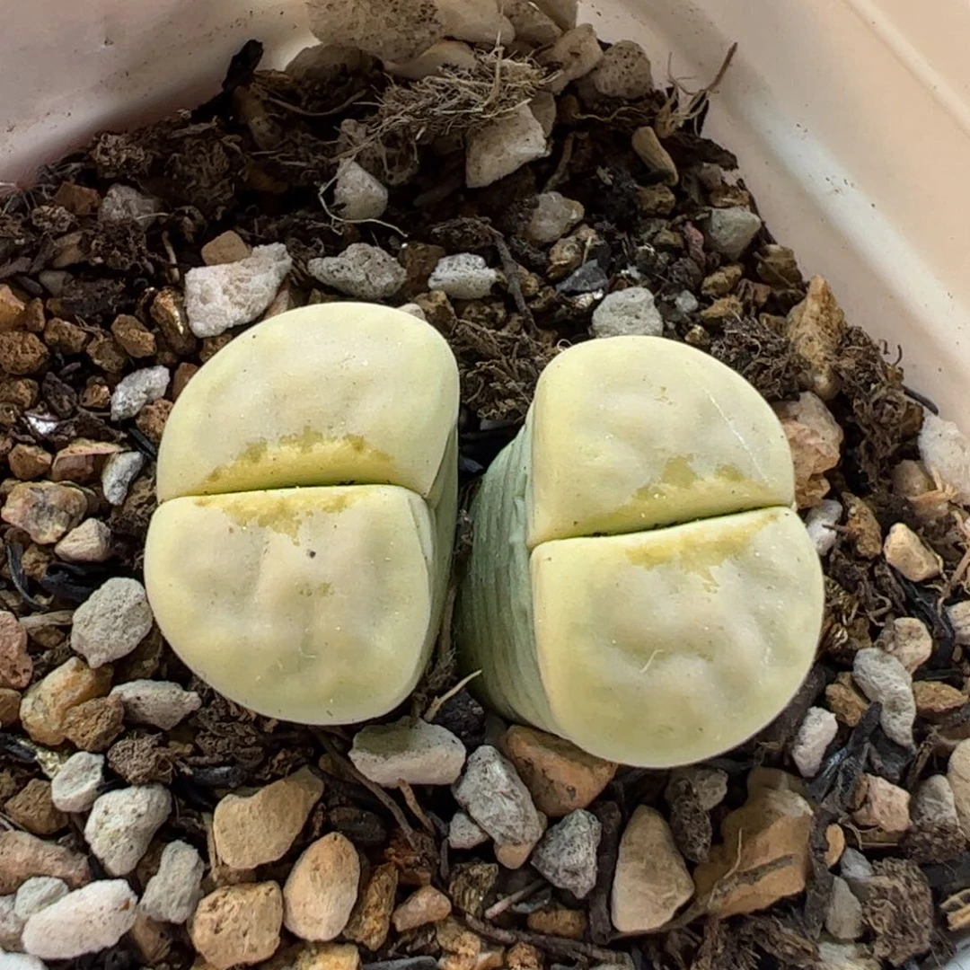 28080多肉植物百科