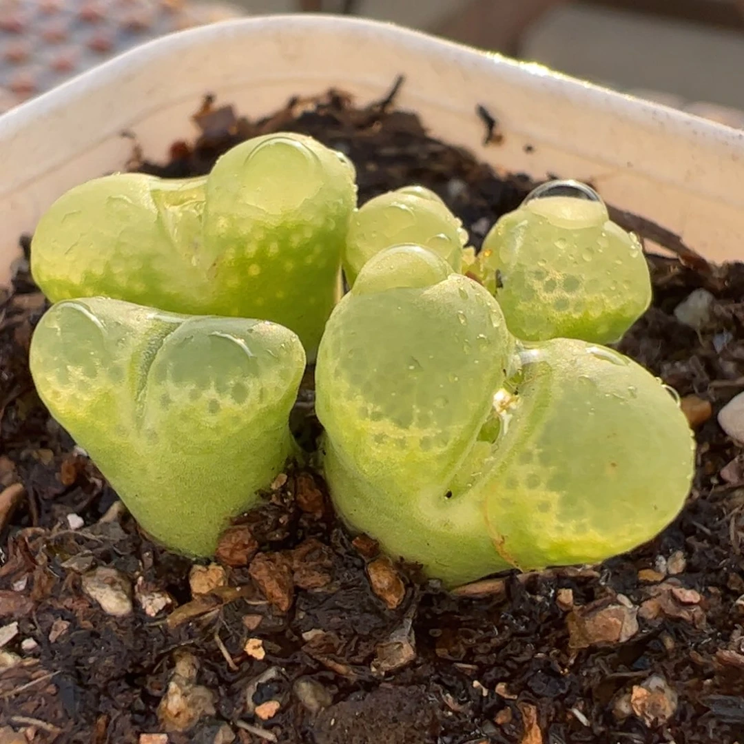 1453.75星空多肉植物百科