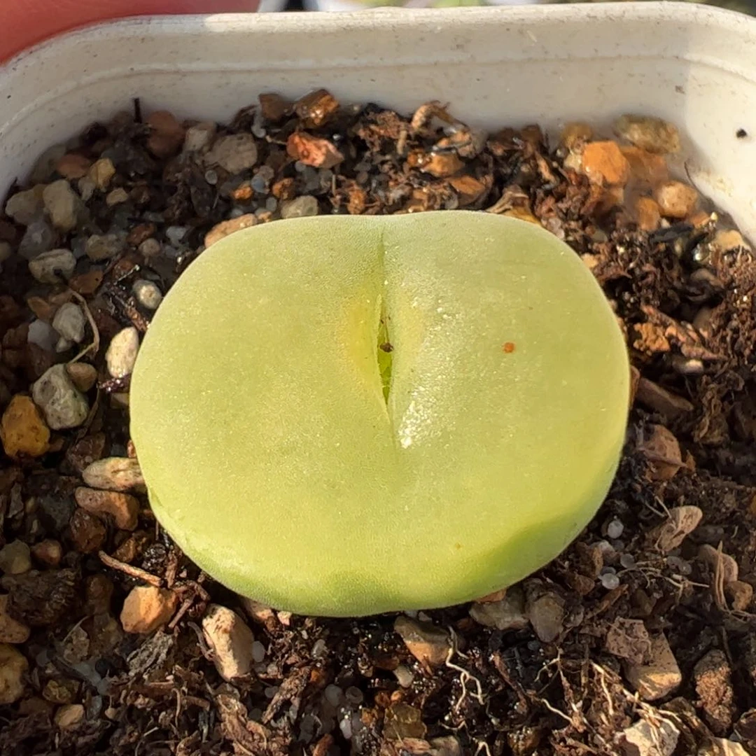 08041多肉植物百科