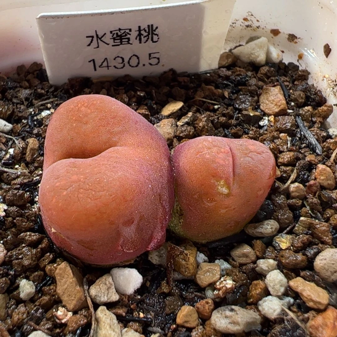 260157多肉植物百科