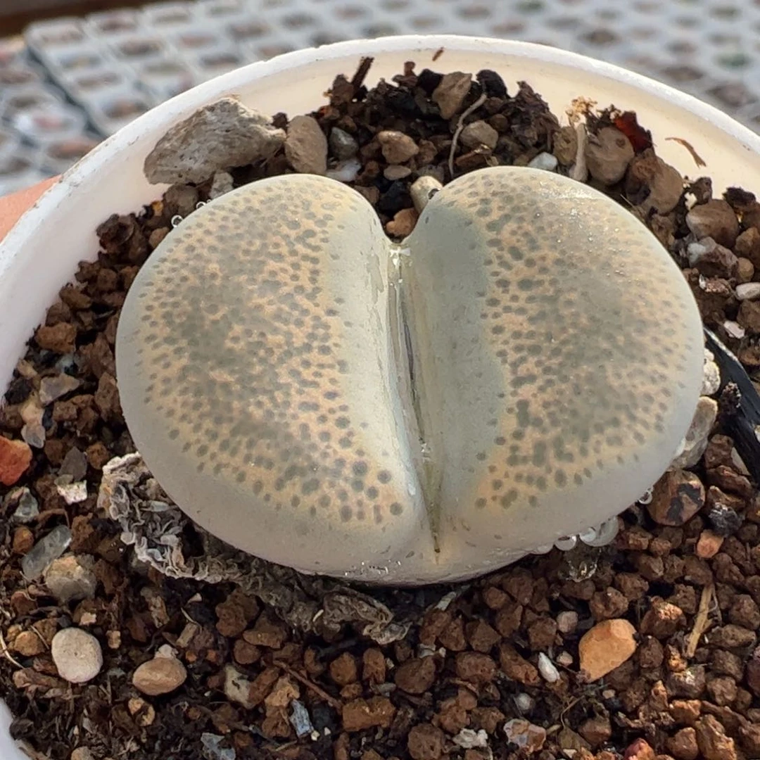 24068多肉植物百科