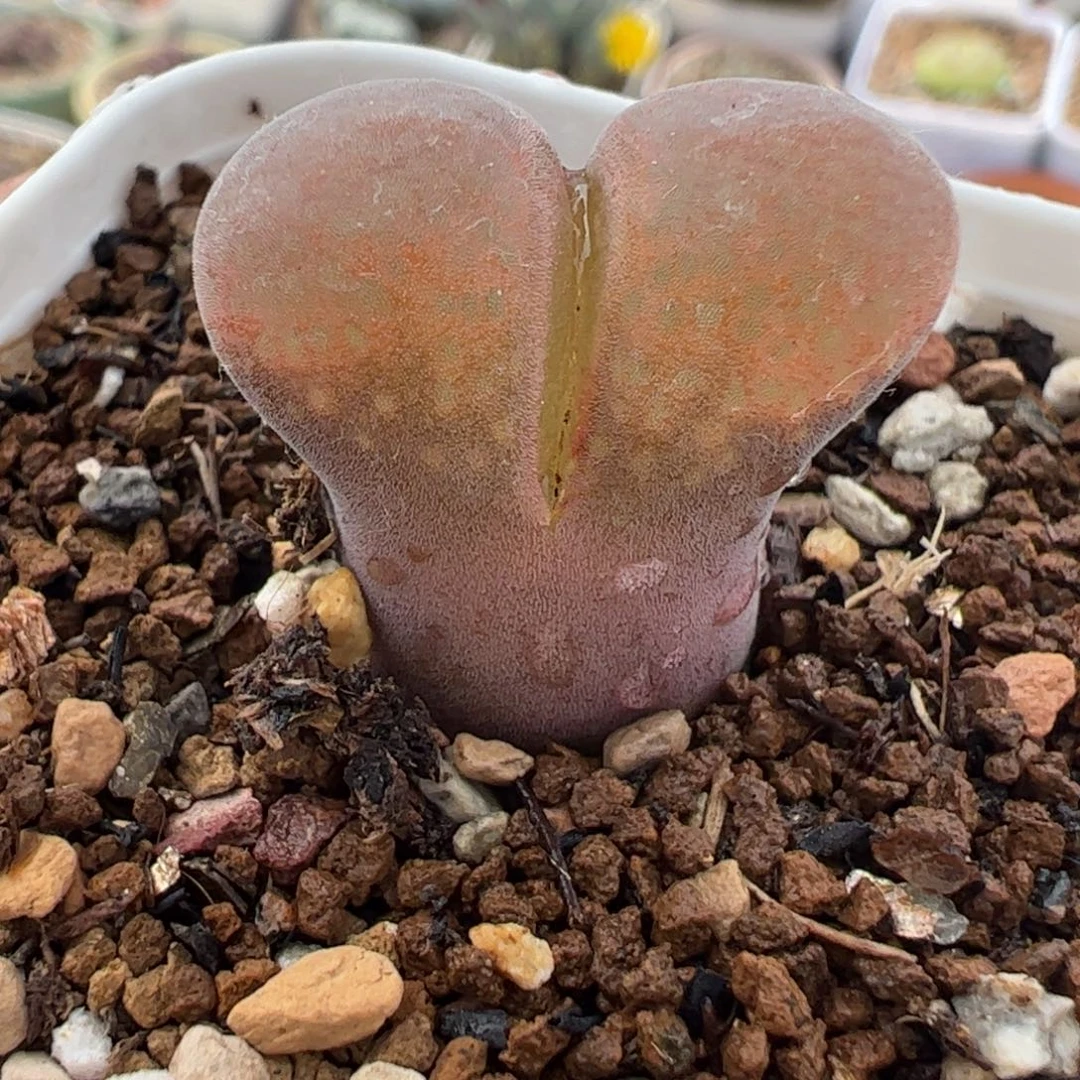 260191多肉植物百科