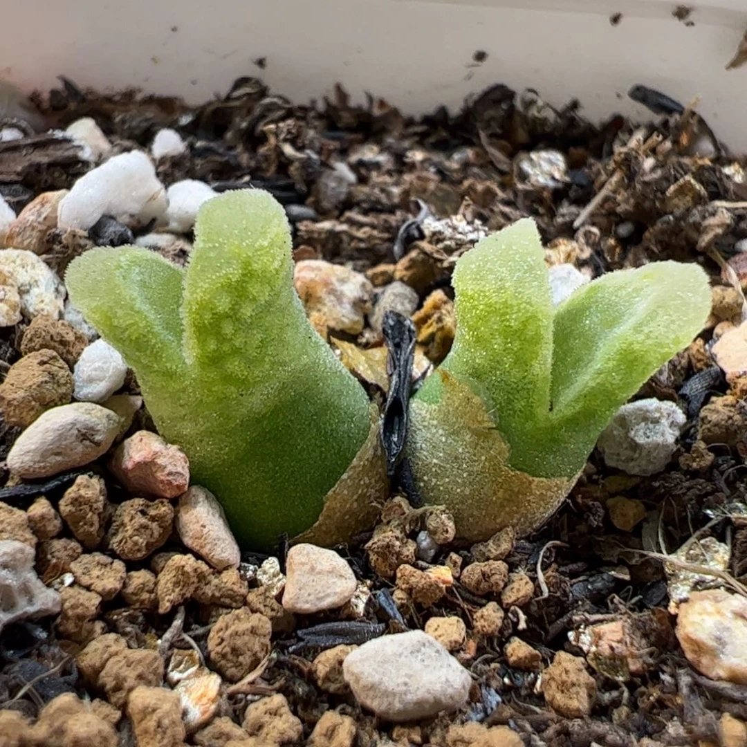 19044多肉植物百科