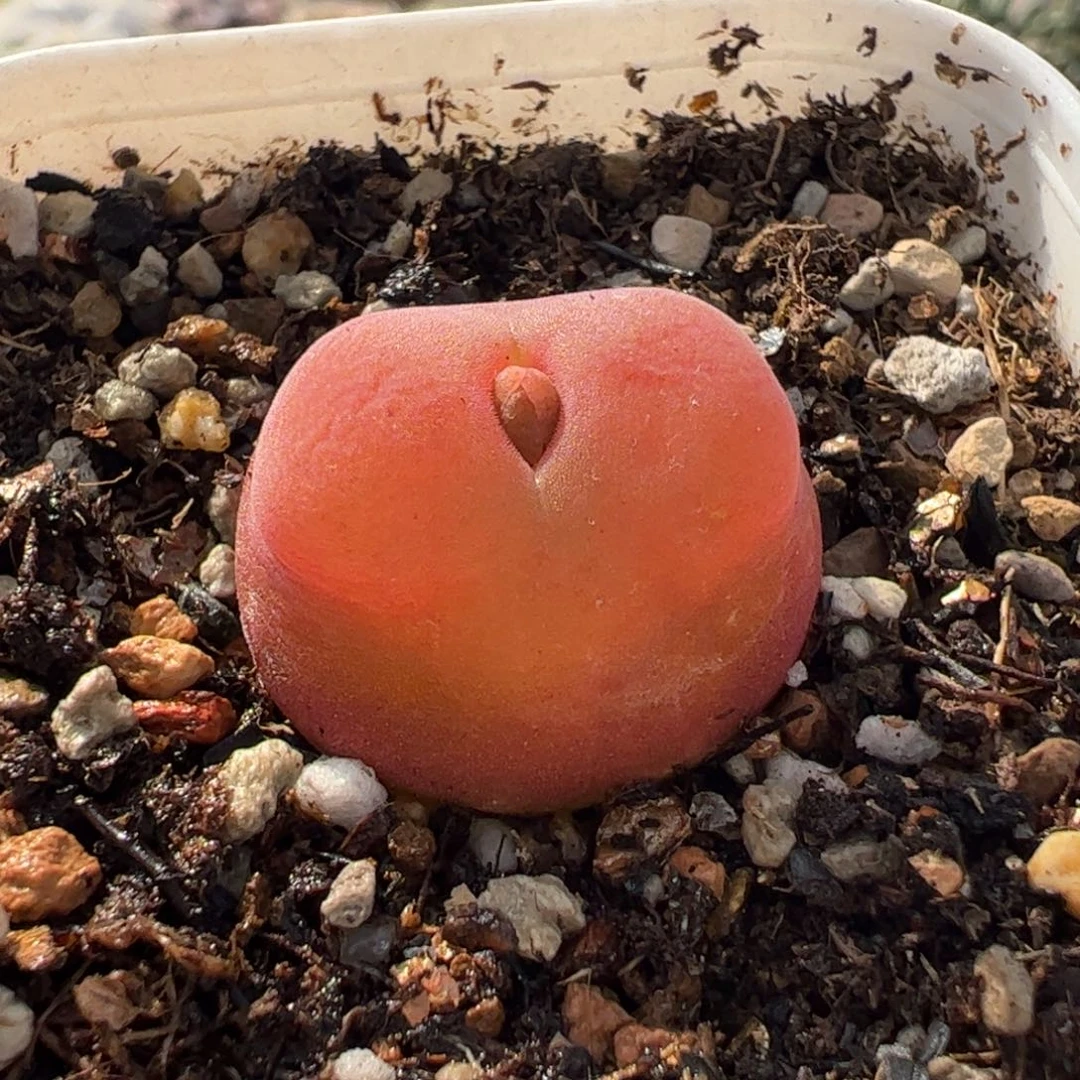 240147多肉植物百科