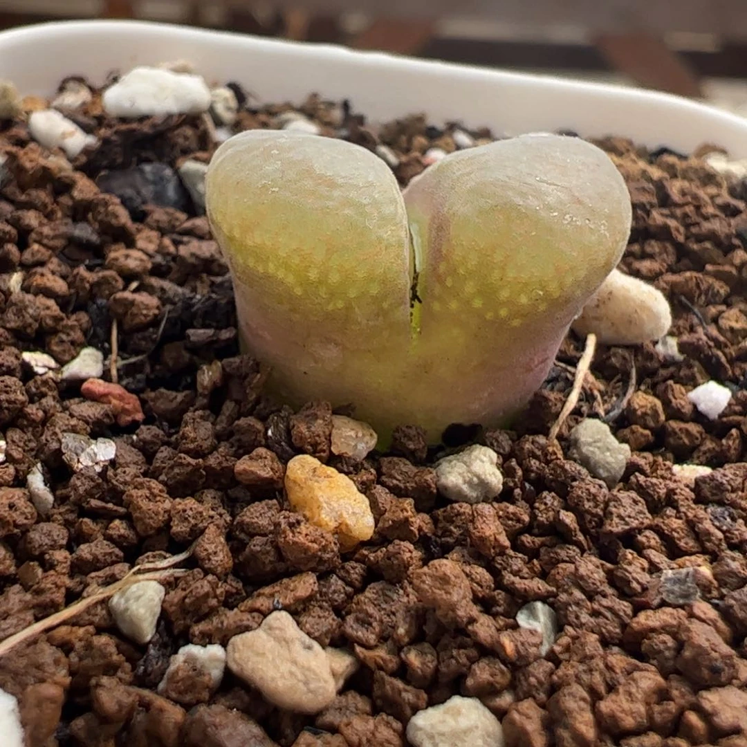 250108多肉植物百科