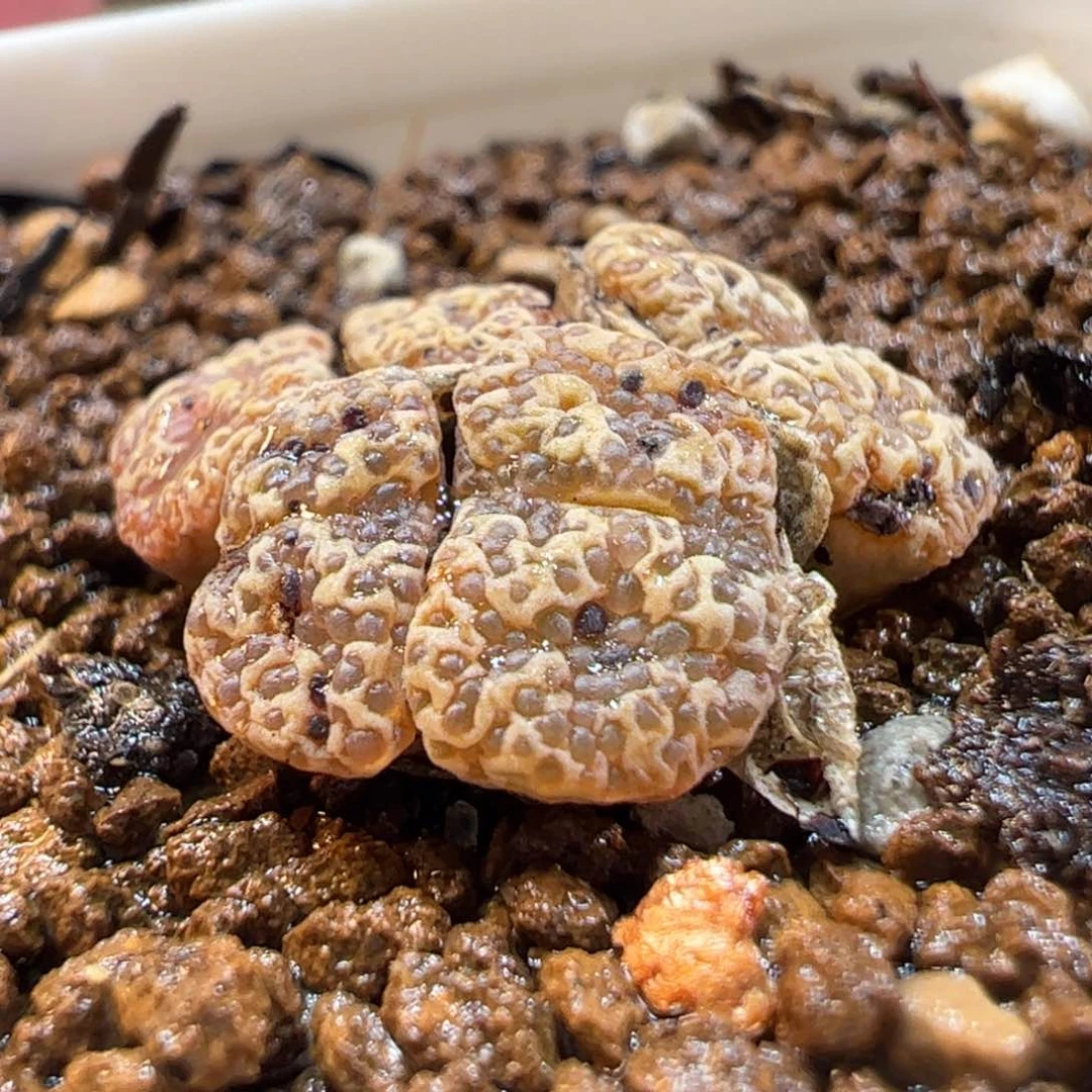 270170多肉植物百科