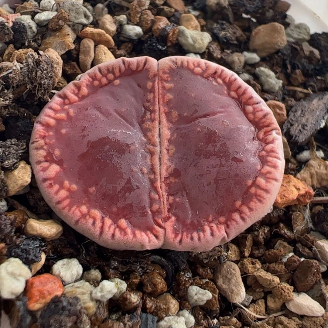 16082多肉植物百科