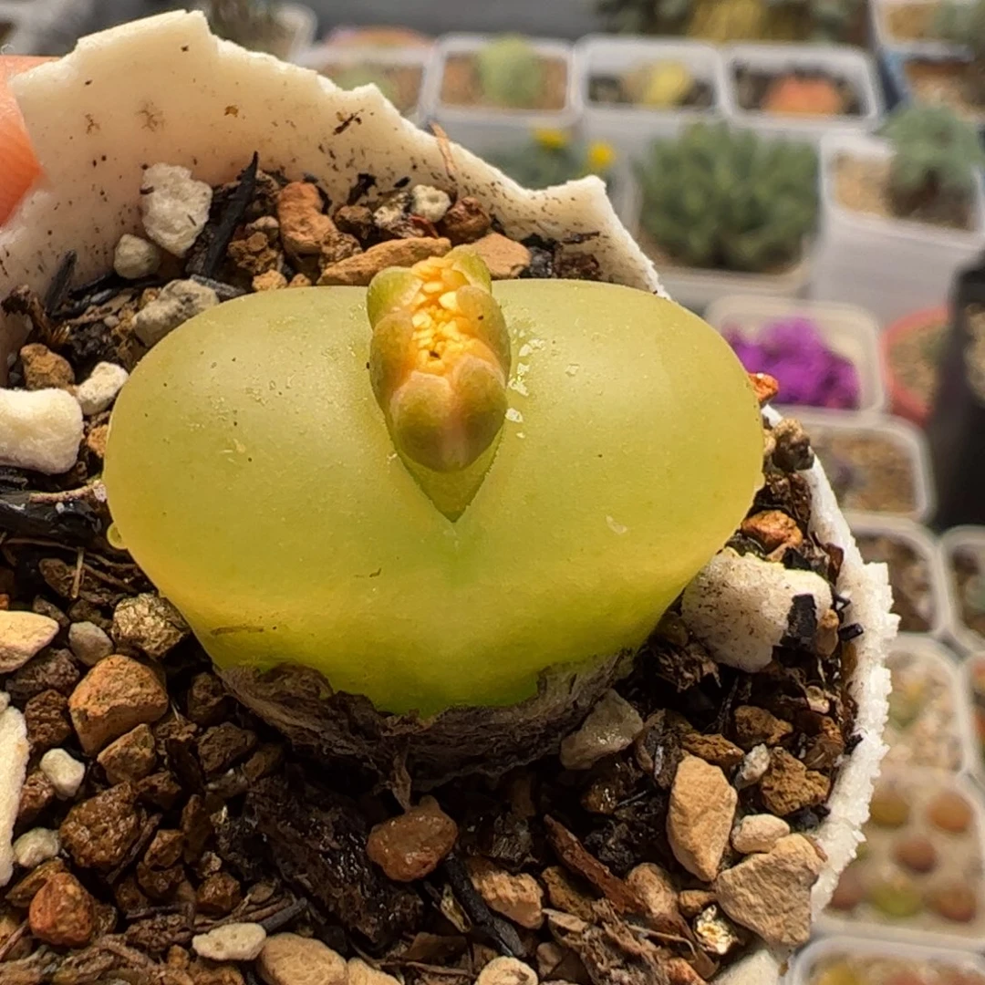 17082多肉植物百科