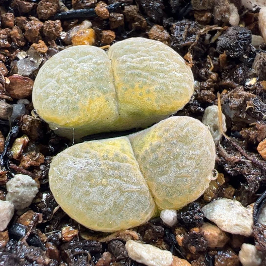 17071多肉植物百科