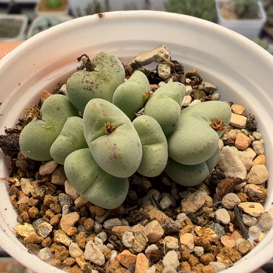 200108多肉植物百科