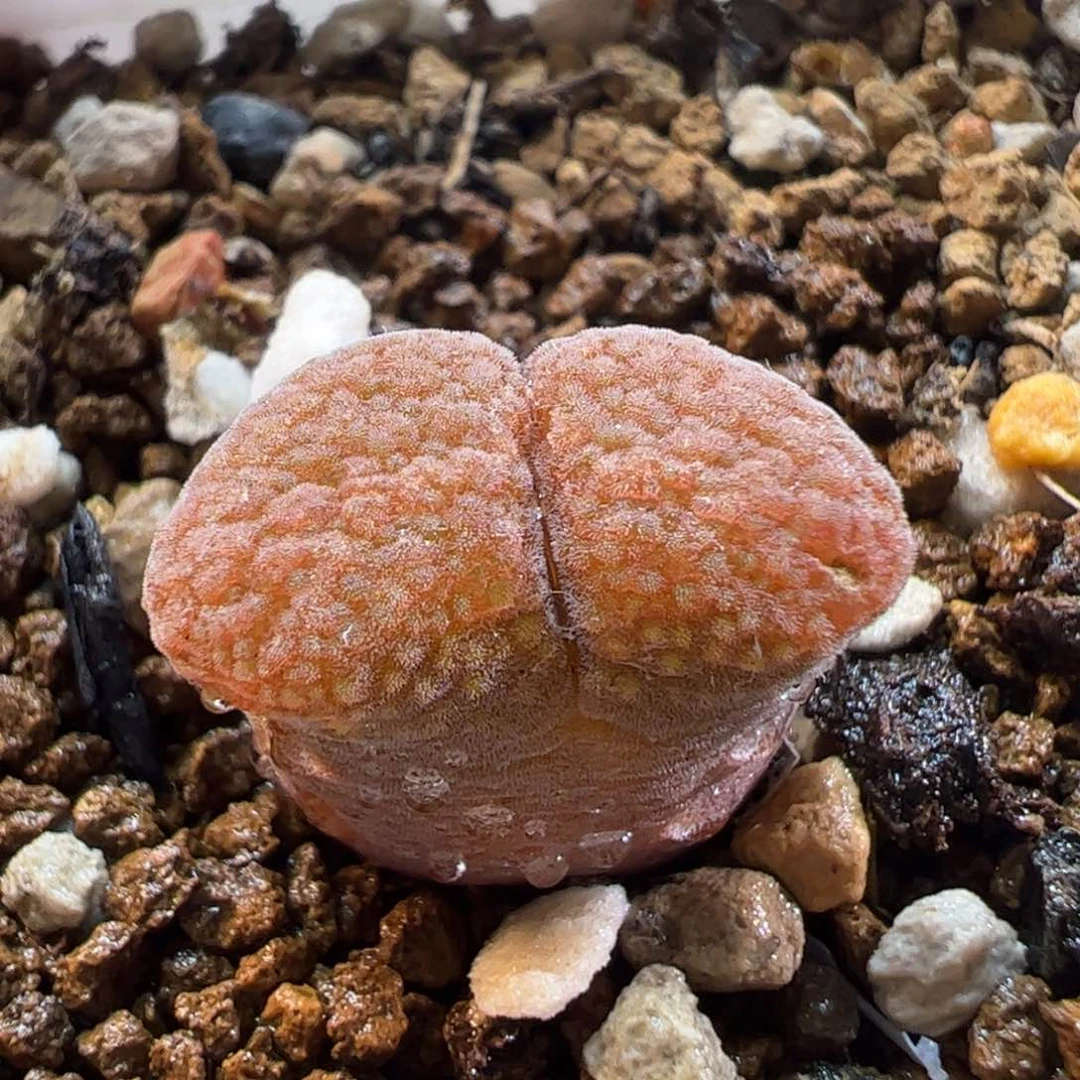 26082多肉植物百科