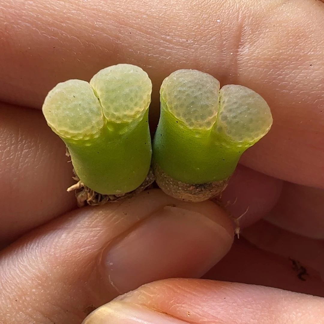 26.112多肉植物百科
