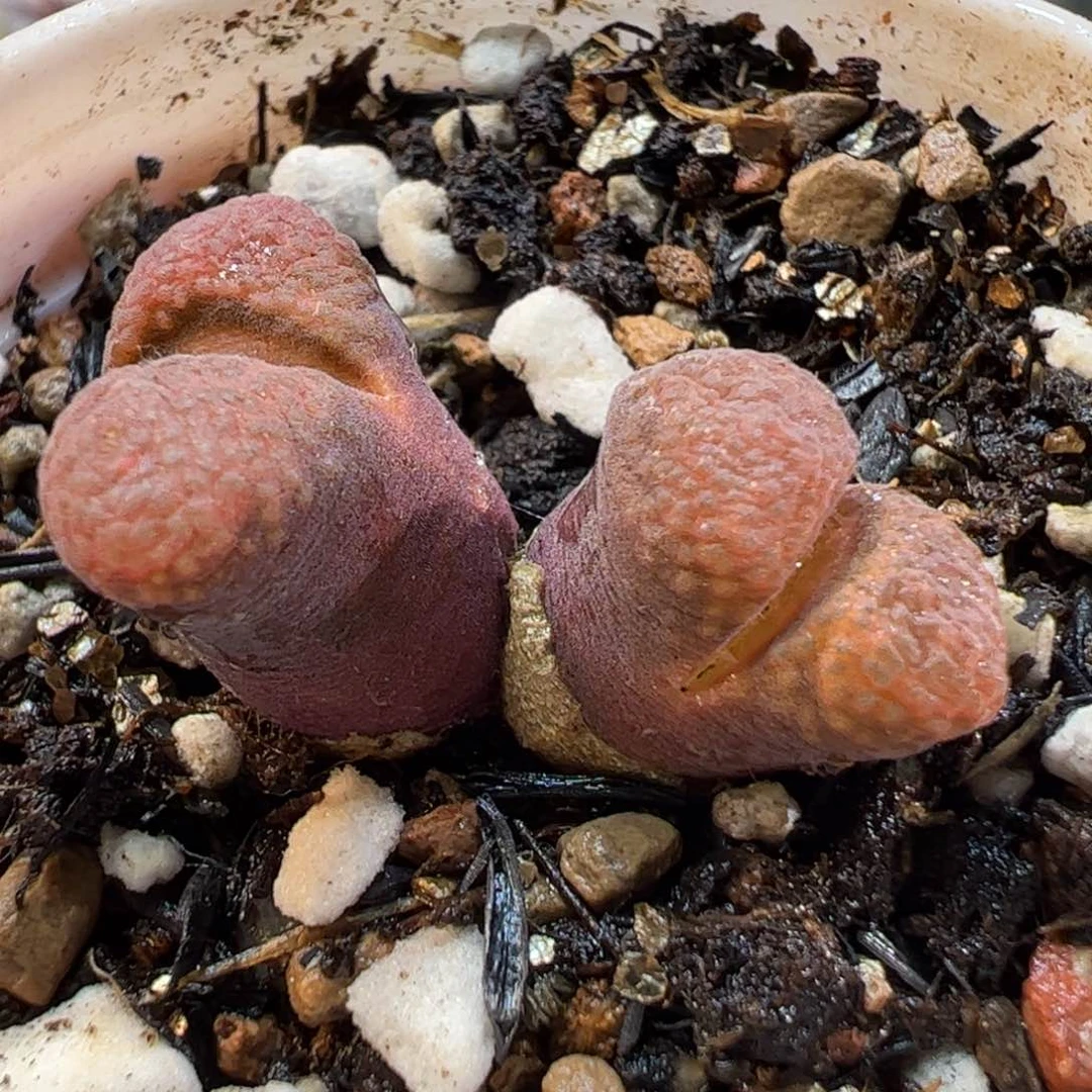 19088多肉植物百科