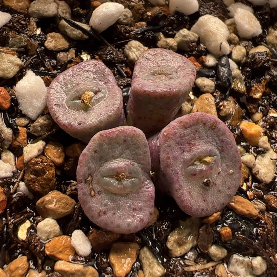 170126多肉植物百科