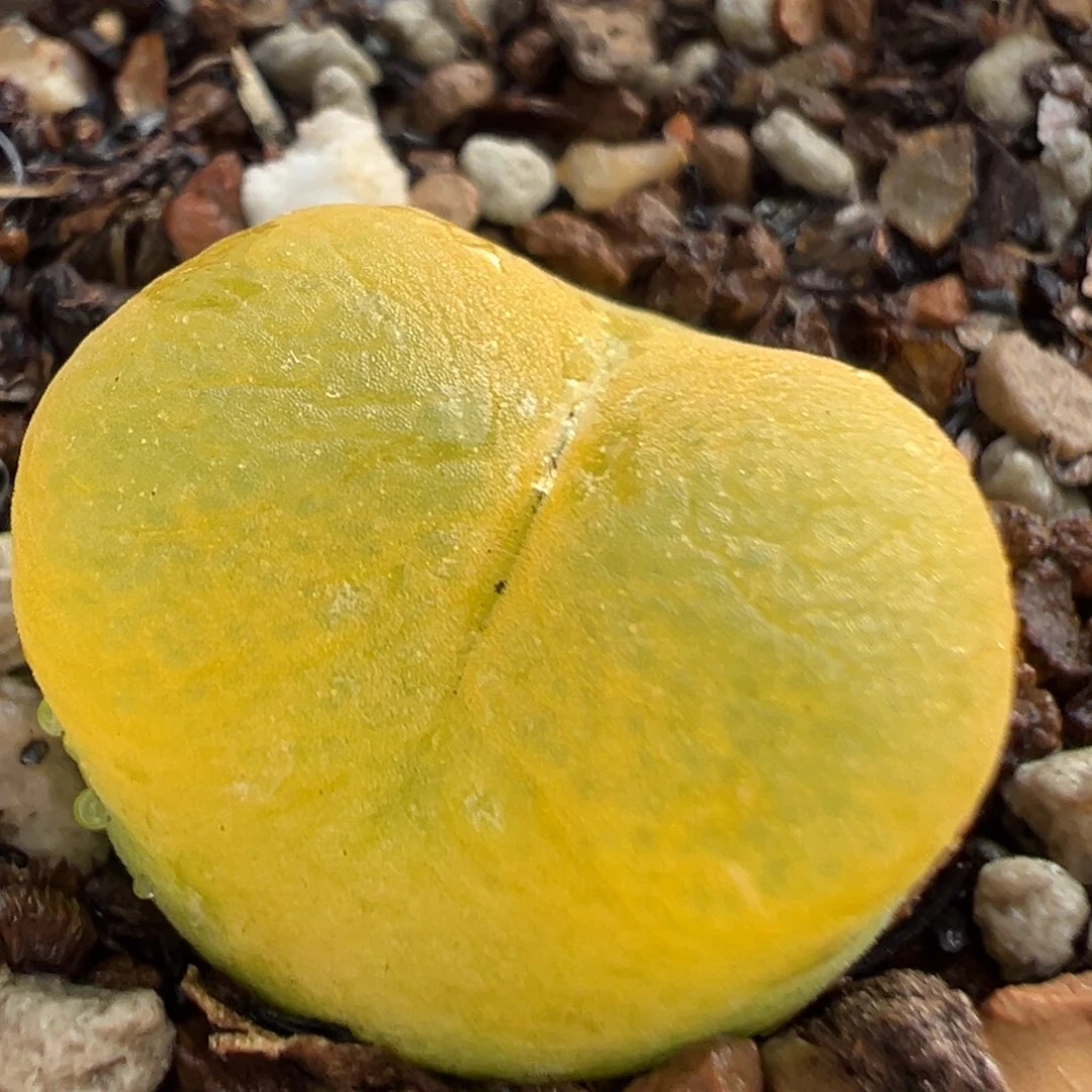 381多肉植物种类